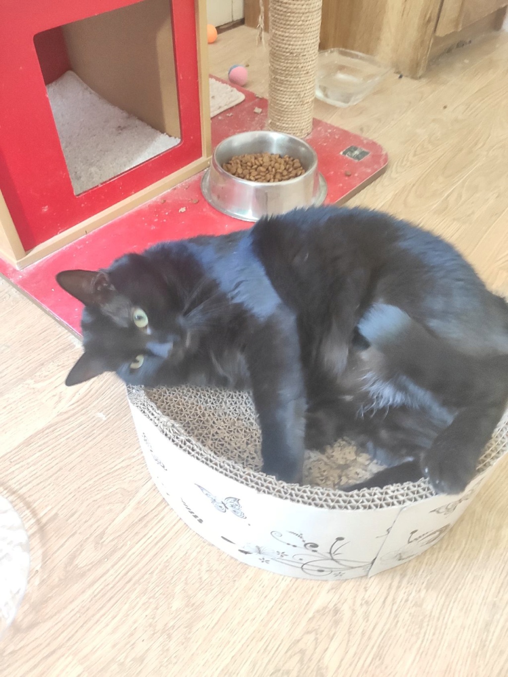 [Adoptions] SAMEDI 12 SEPTEMBRE 2020 : CANICAT Valent10