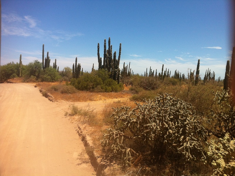 Mexique-Baja California Baja1610