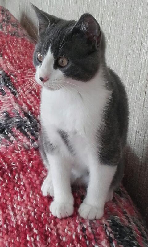 Malcom - chaton male gris et blanc - type européen né en juin 2016 20161013