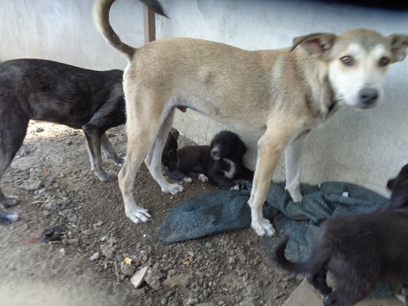 CAGNOTTE ET COMPTE-RENDU DE LA  VISITE MENSUELLE D'UN VETERINAIRE AU REFUGE - Page 4 14224810