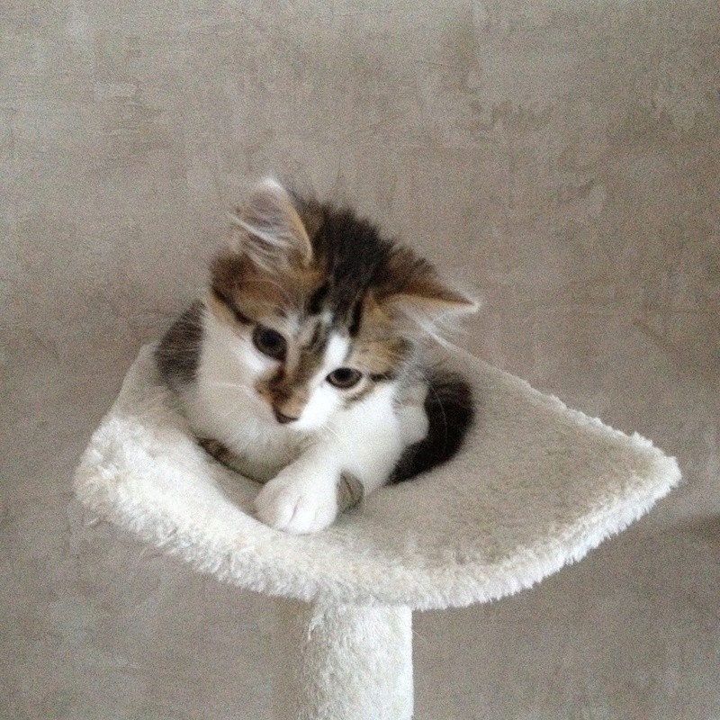 Moustic (Nuka), adorable chaton né fin juillet 2016 Img_5420