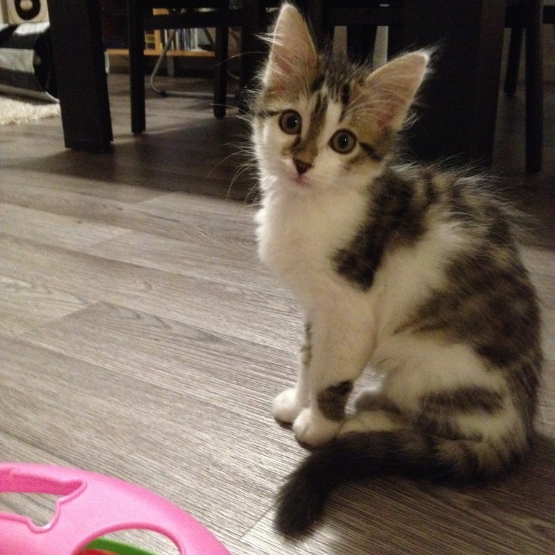 Moustic (Nuka), adorable chaton né fin juillet 2016 Img_5421