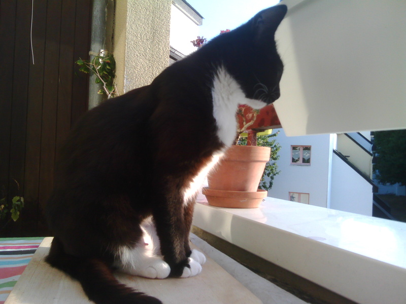 Lexa, chatte européenne noire et blanche, née en juin 2015. Img_2022