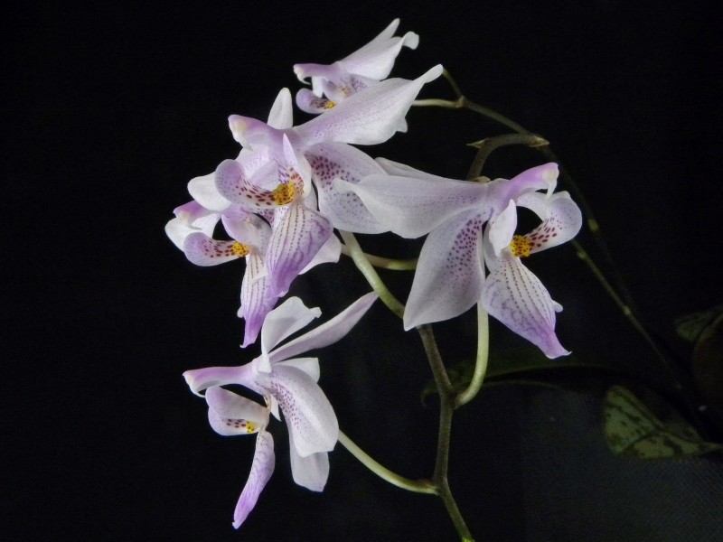 Phalaenopsis schilleriana x lindenii (Phalaenopsis Baguio) Nr_47110