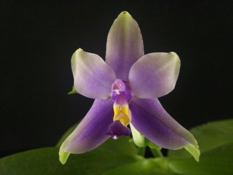 Phalaenopsis bellina x violacea (Samera) - Seite 2 Nr_52410