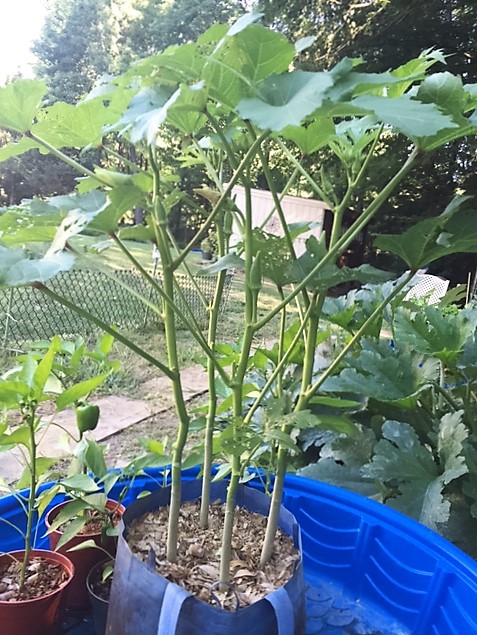 What are you eating from your garden today? - Page 35 Okra_s12