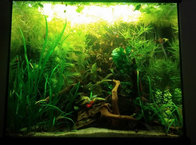 95L Biotope Asiatique -> Passé en low tech !! 20160917