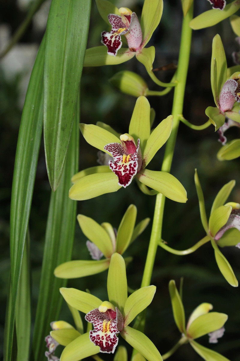 Cymbidium hybride à fleurs pendante Img_1825