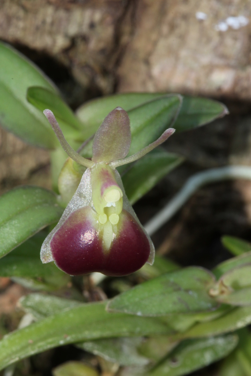 Epidendrum porpax Img_1831