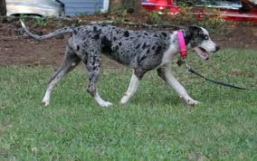 CHIEN LEOPARD CATAHOULA  411