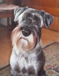 Schnauzer moyen 512