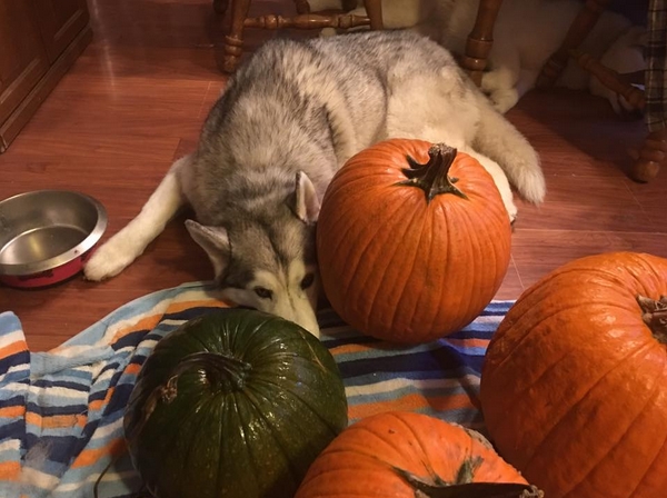 Pumpkin Carving Time Pumpki10