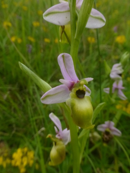 Ophrys fuciflora à labelle "décoloré" P1510410