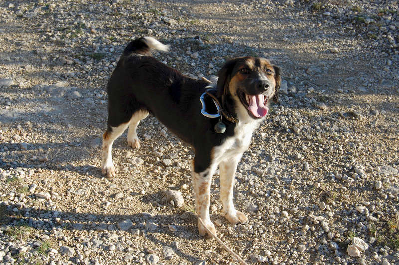 Zaga, adorable petite chienne croisée setter/épagneul ADOPTÉE Dsc_0613