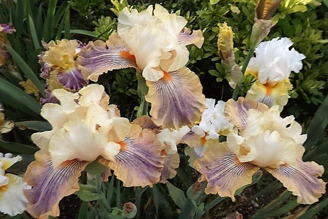 Iris 'Carnival of Color' - Paul Black 2009 -carni10