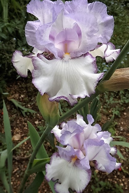 Iris 'Petticoat Shuffle' - Schreiner 2010 Dscf1010