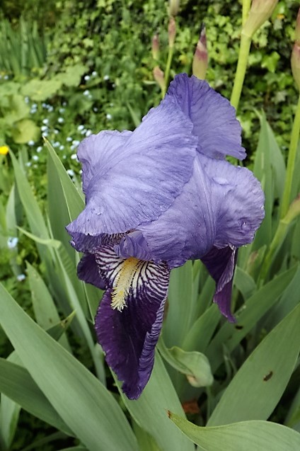Iris 'Petit Vitry' - Ferdinand Cayeux 1906 Dscf1020