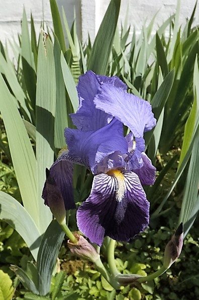 Iris 'Petit Vitry' - Ferdinand Cayeux 1906 Dscf1413