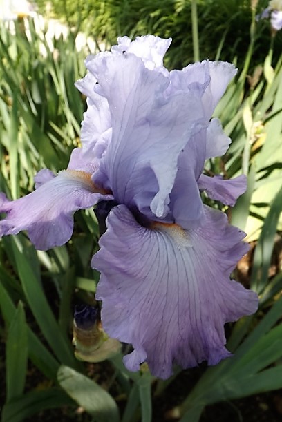 Iris 'French Lilacs' - Keith Keppel 2007 Dscf1712