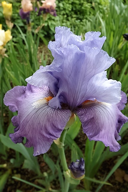 Iris 'French Lilacs' - Keith Keppel 2007 Dscf1713