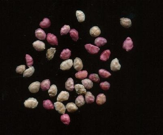 Amaryllis belladona - graines [devinette] Hedera10