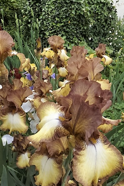 Keppel - Iris 'Patina' - Keppel 1976 Patina11