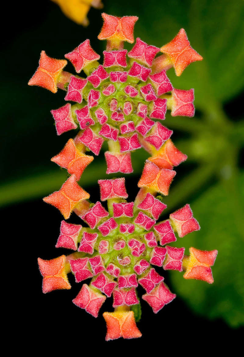 des plantes esthétiquement parfaites 0000151