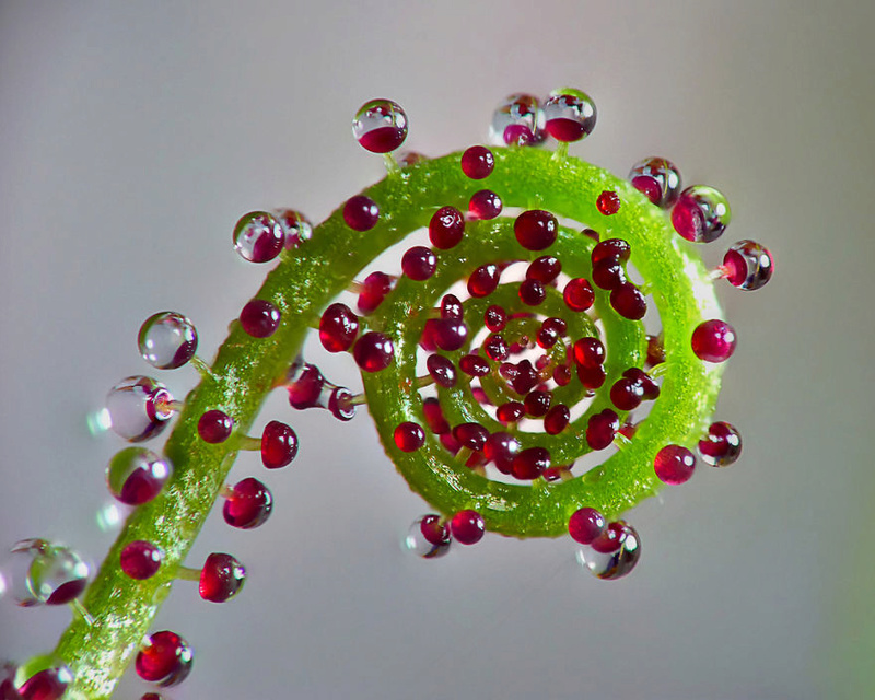 des plantes esthétiquement parfaites 00911