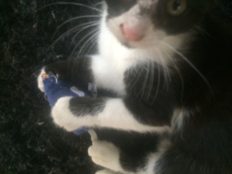 Togepy, chaton noir et blanc né en juillet 2016 Image21
