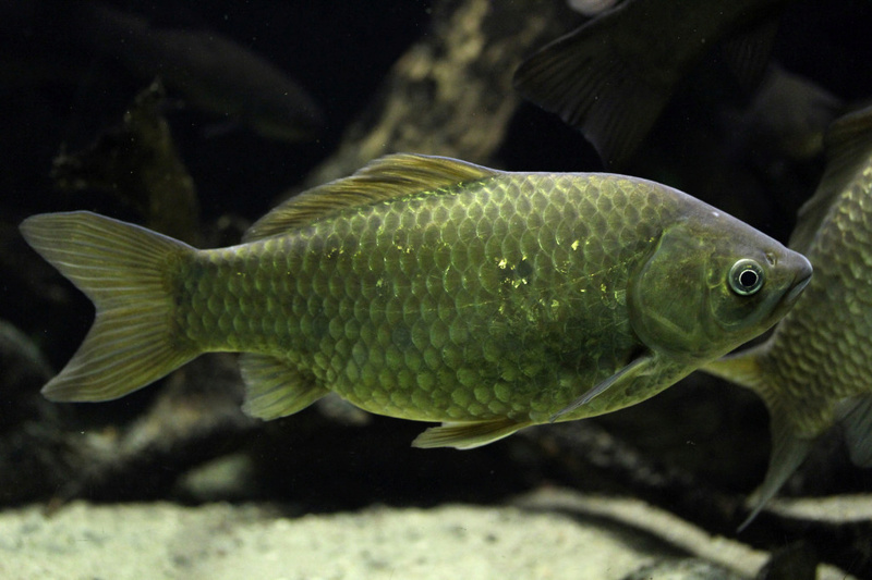 Poisson rouge : de la Chine à l’occident Poisso11