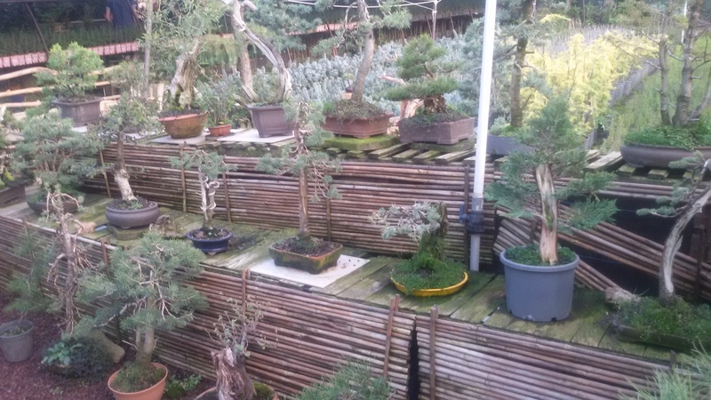 a visit to a turkish bonsai garden 20160911