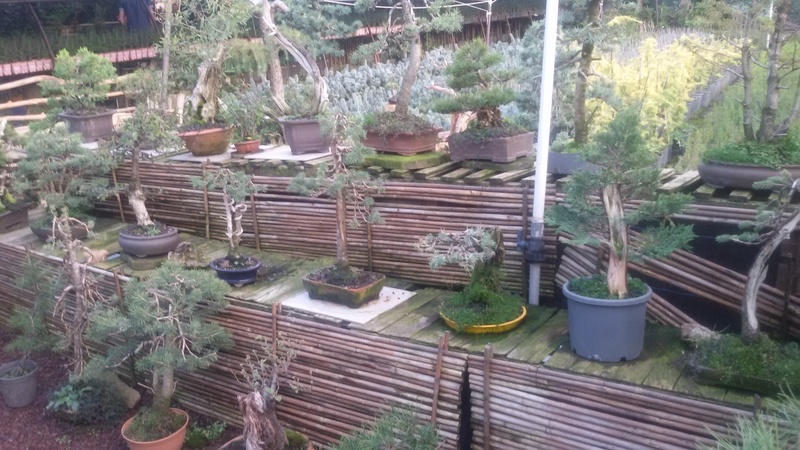 a visit to a turkish bonsai garden 20160911