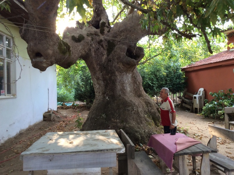 a visit to a turkish bonsai garden Img_0012