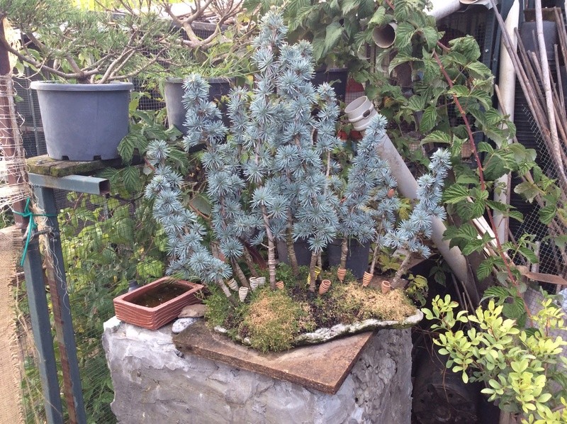 a visit to a turkish bonsai garden Img_0013