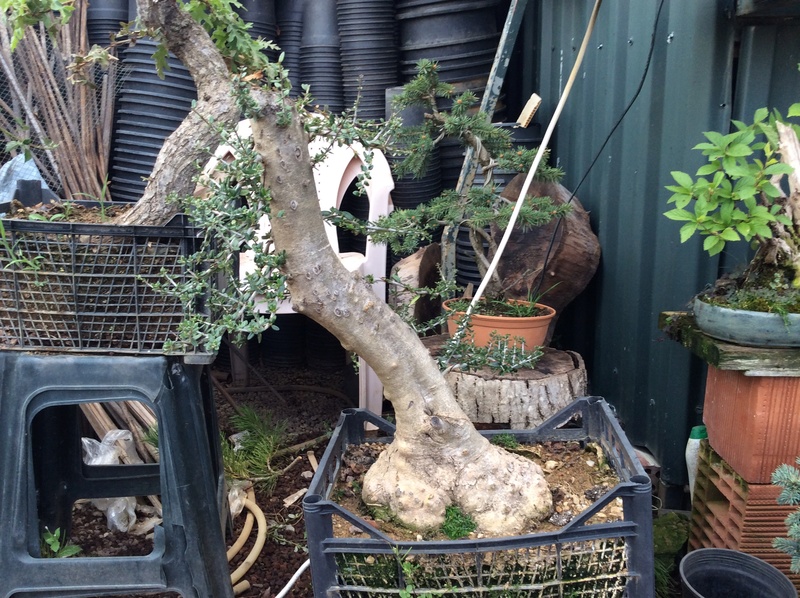a visit to a turkish bonsai garden Img_0017