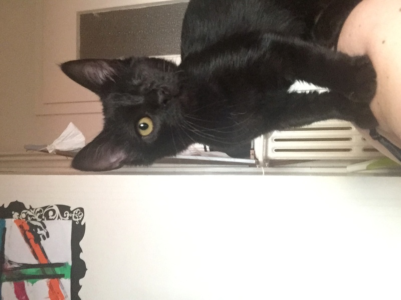 Milord, chaton noir né le 01/05/2016 Image22
