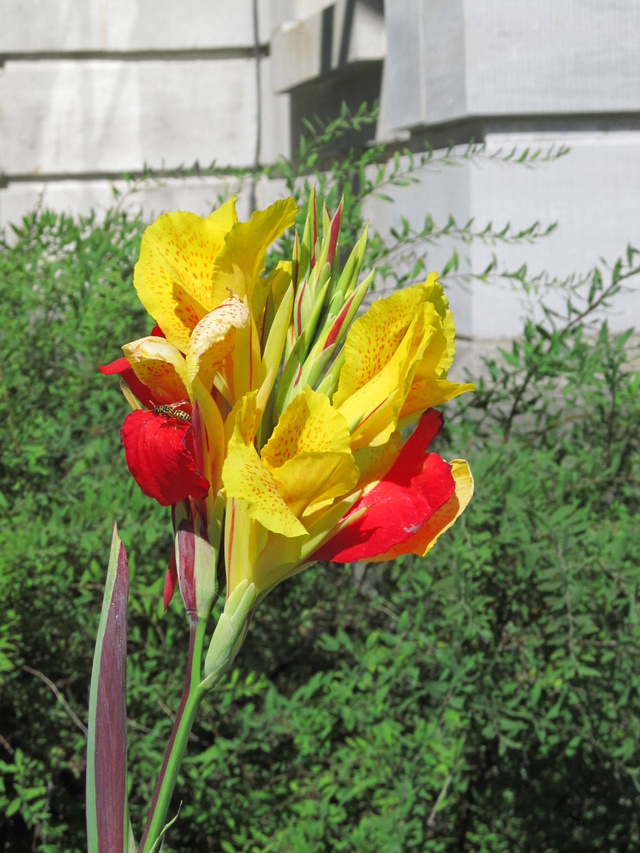 Canna 'Cleopatra' Img_0313