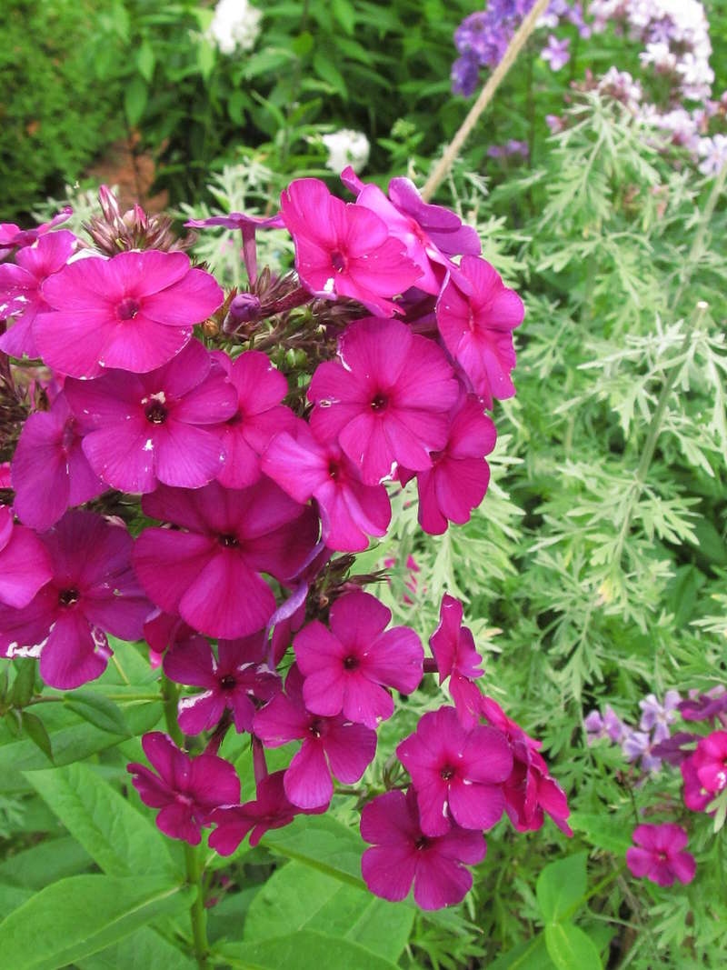 Semis de Phlox Phlox_10