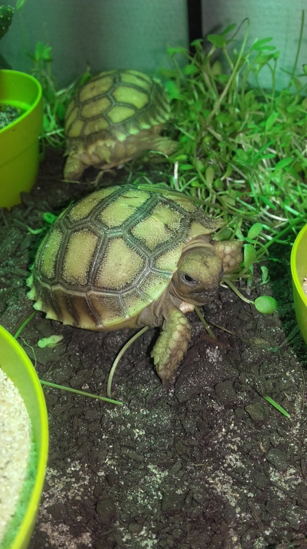 sulcata avis 20160911