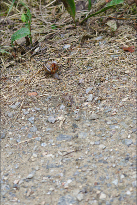 Le passager clandestin Clermo12