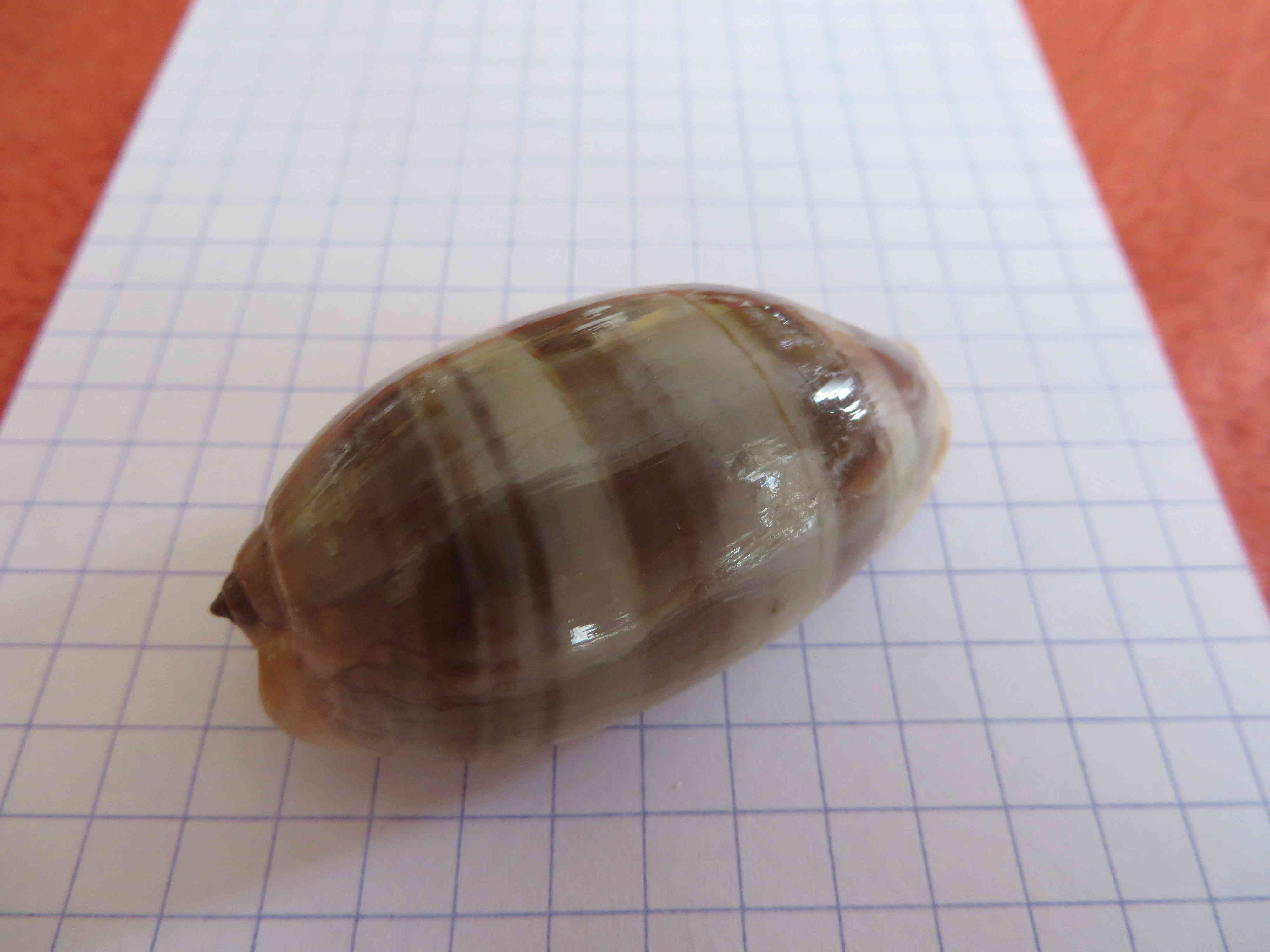 encore une Cypraea mais laquelle? = Cervinetta Juvénile Img_0313