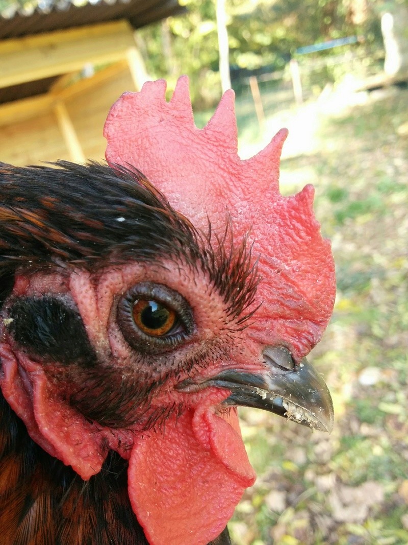 Oeil fermé sur une Marans Img_2013