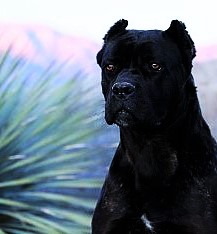 ✯Ambrose ✯ Female ✯ Tosa Inu X Cane Corso ✯ Ambros10