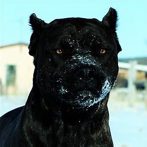 ✯Ambrose ✯ Female ✯ Tosa Inu X Cane Corso ✯ Ambros11