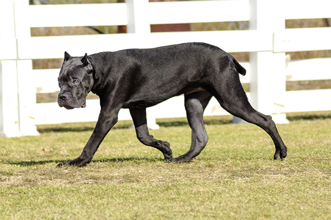 ✯Ambrose ✯ Female ✯ Tosa Inu X Cane Corso ✯ Ambros12