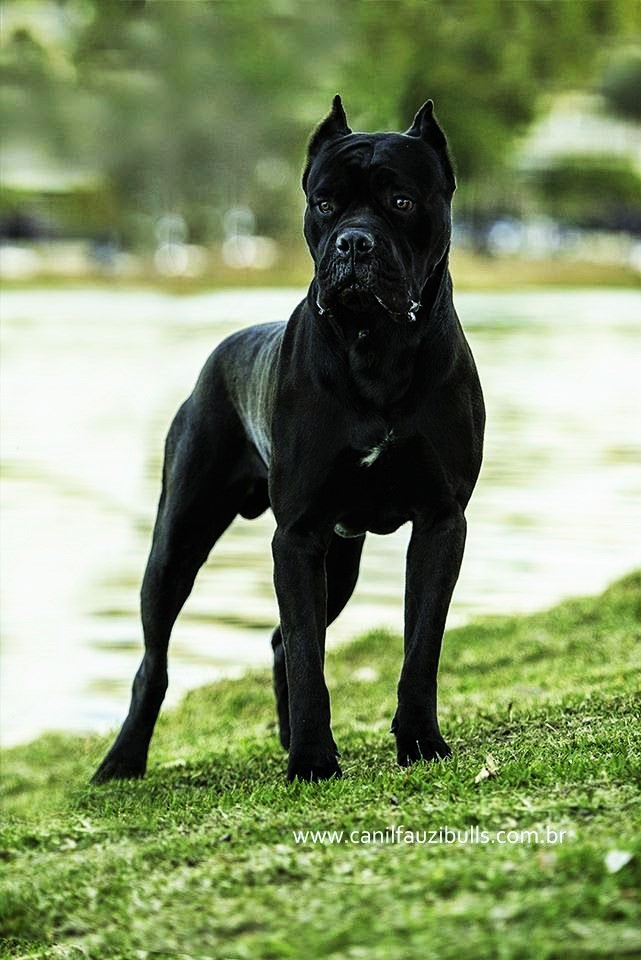 ✯Ambrose ✯ Female ✯ Tosa Inu X Cane Corso ✯ Ambros13