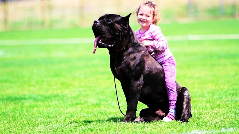 ✯Ambrose ✯ Female ✯ Tosa Inu X Cane Corso ✯ Ambros15