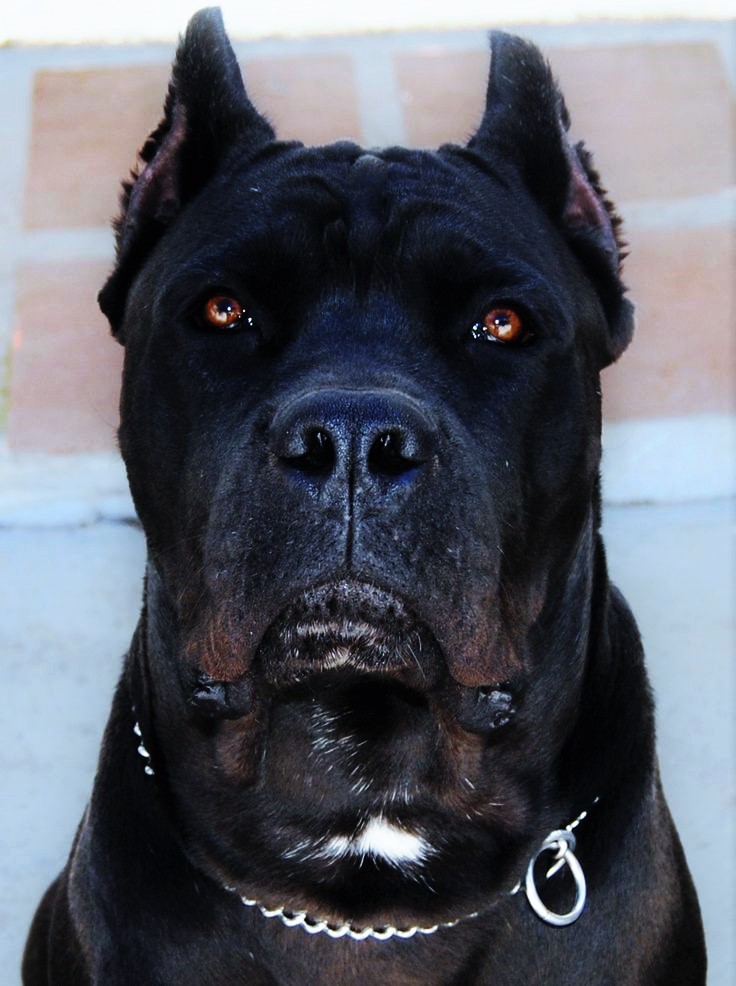 ✯Ambrose ✯ Female ✯ Tosa Inu X Cane Corso ✯ Ambros16