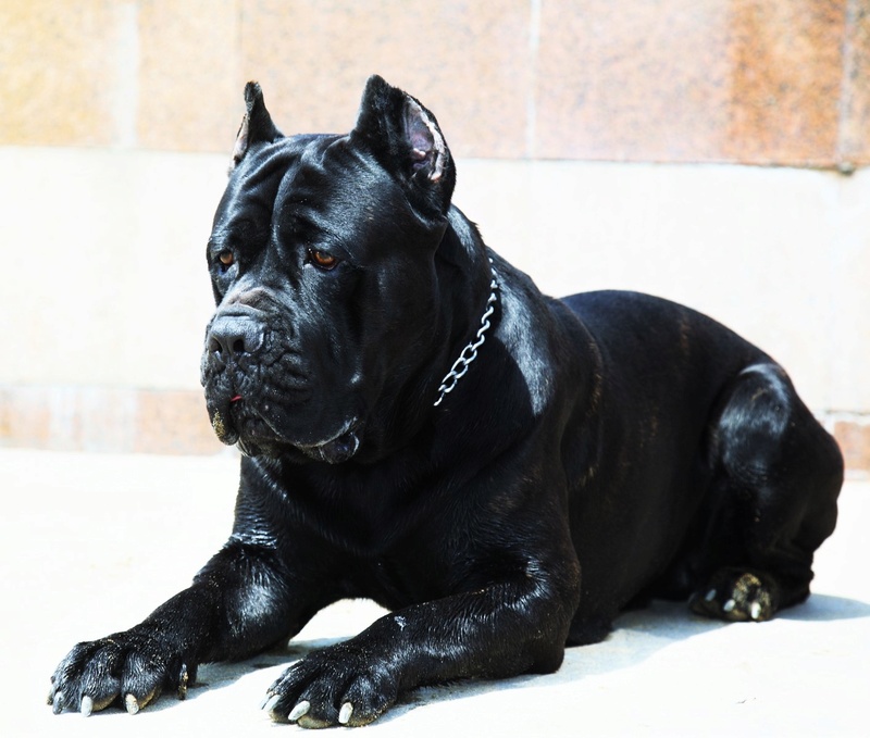 ✯Ambrose ✯ Female ✯ Tosa Inu X Cane Corso ✯ Ambros17