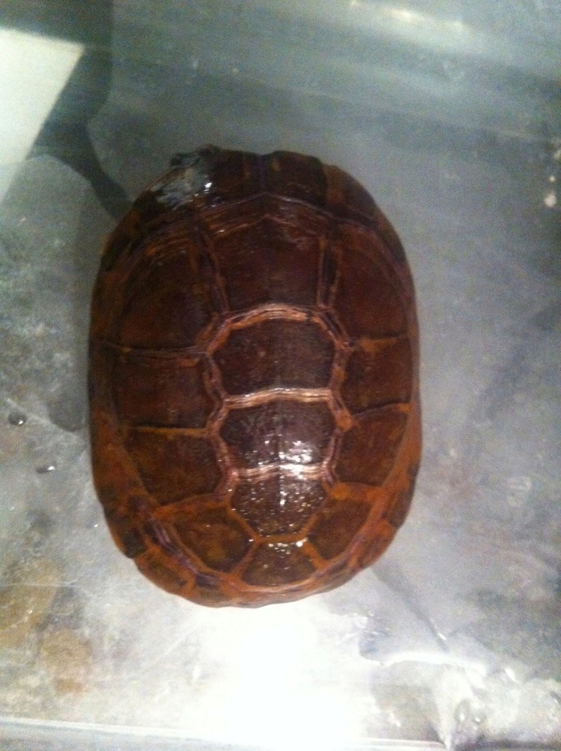 Identification espèce tortue d'eau svo Img_1310